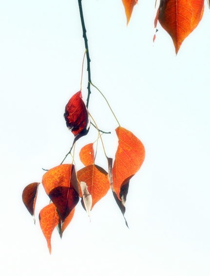 秋红似花