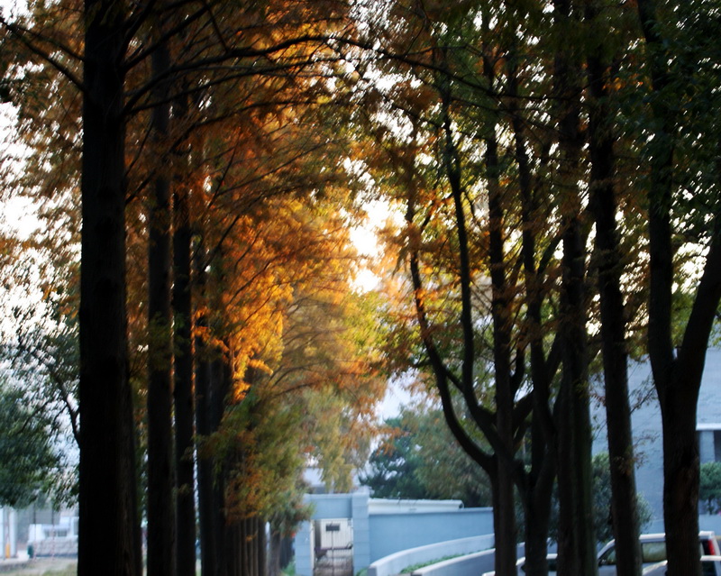 银杏叶 054_conew1.jpg