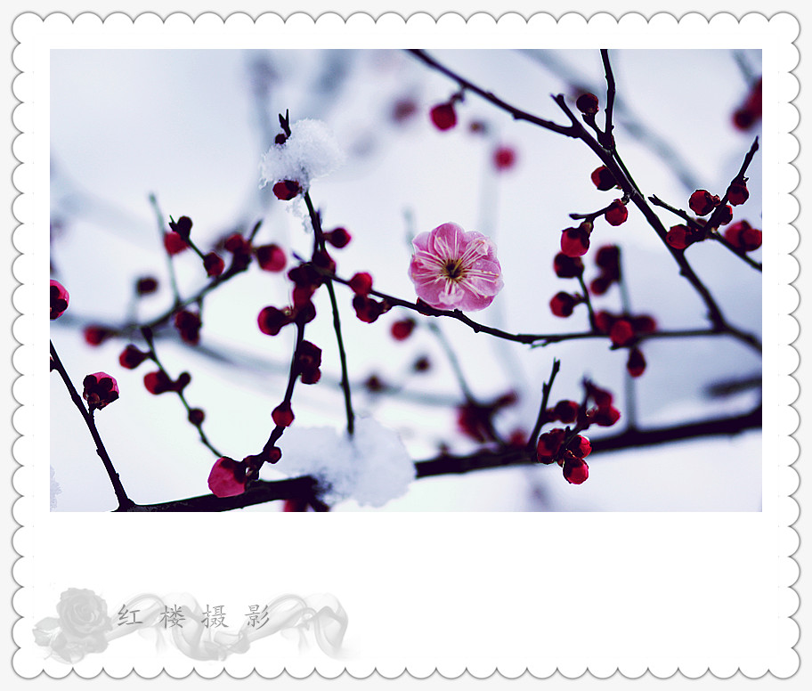 ѩ÷_0581_.jpg