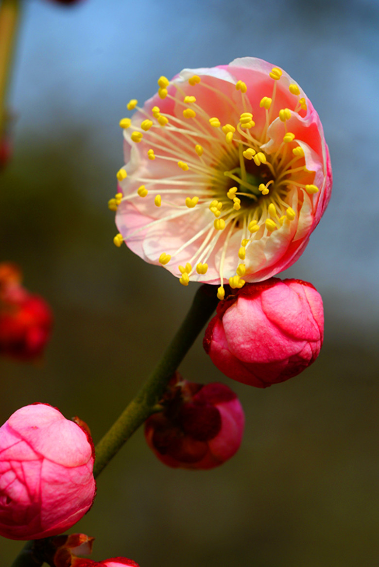 DSC03524_副本 - 副本.jpg