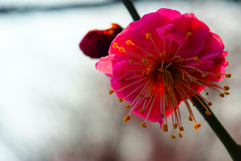 DSC03532_副本 - 副本.jpg