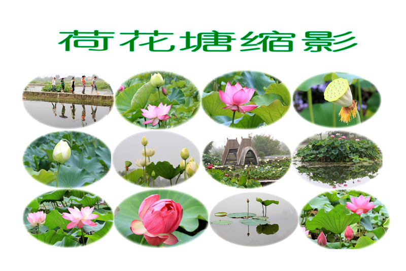 荷花图19.jpg