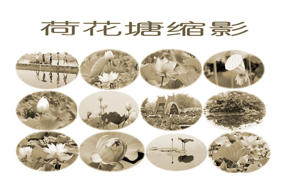 荷花图15.jpg
