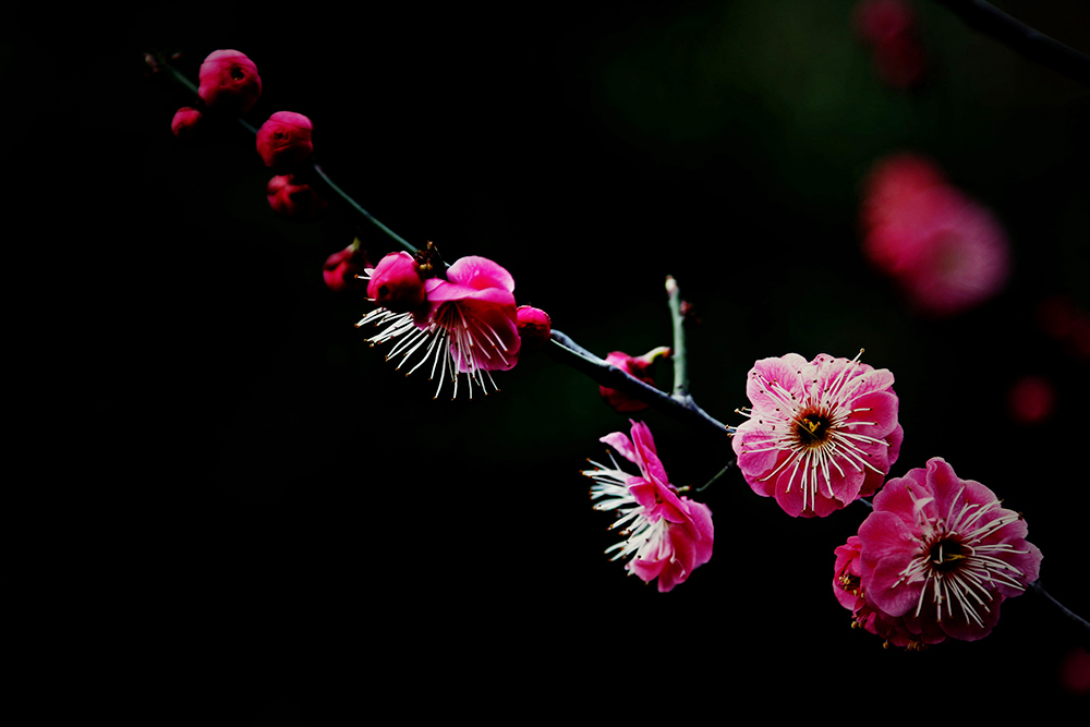 _K8A0112_副本.jpg