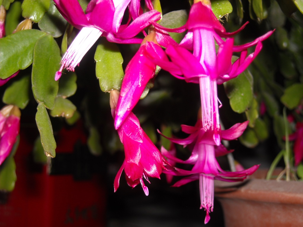 DSCN1118.JPG