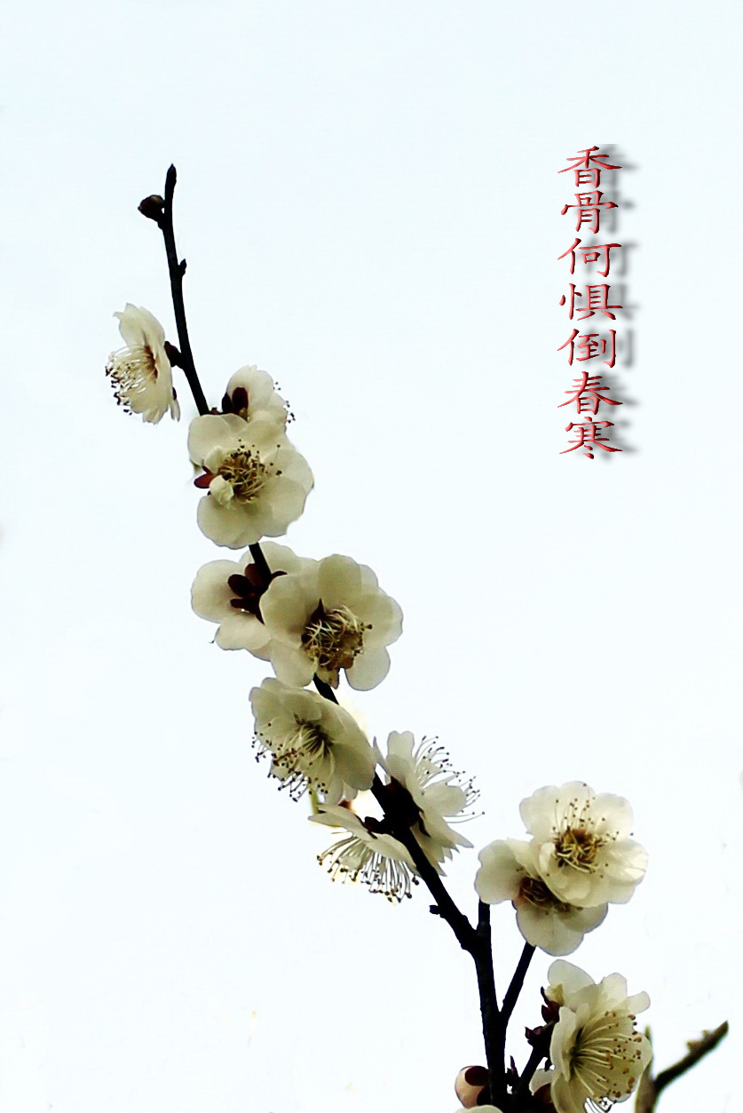【梅花】IMG_0558.jpg