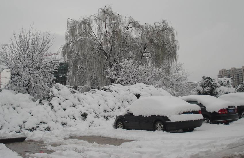 【雪茫茫】DSC05316.jpg