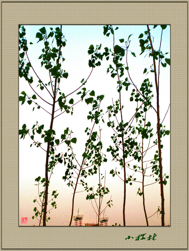 小桦林.jpg