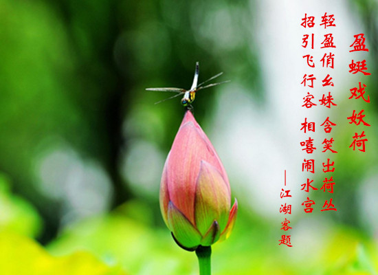 004盈蜓戏妖荷.jpg