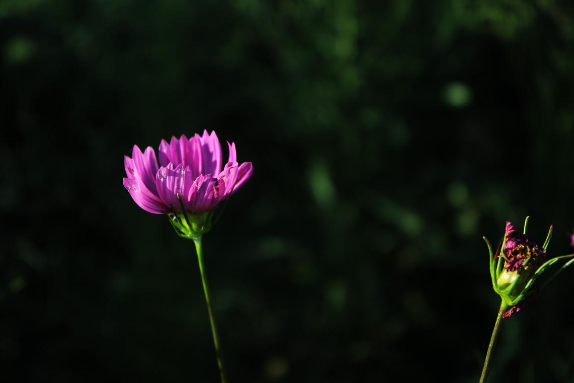 格桑花.JPG