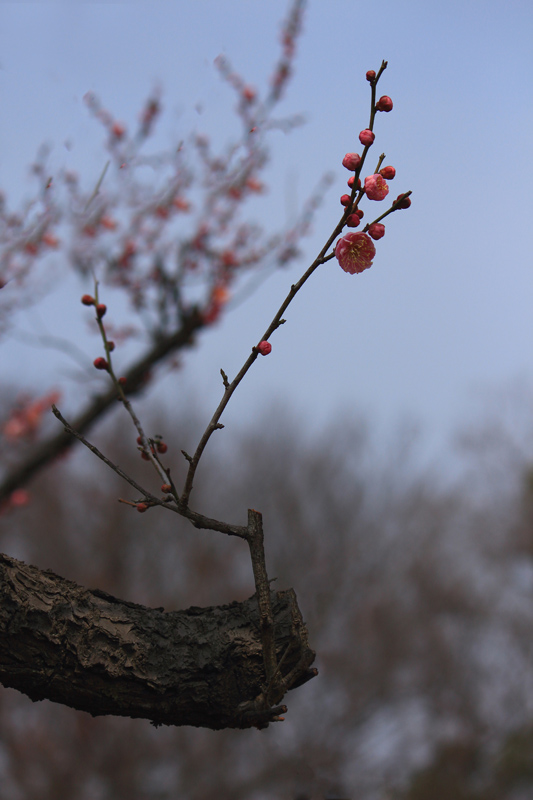相机型号	Canon EOS 650D