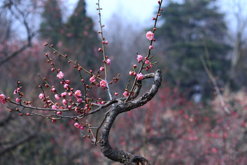 相机型号	Canon EOS 650D