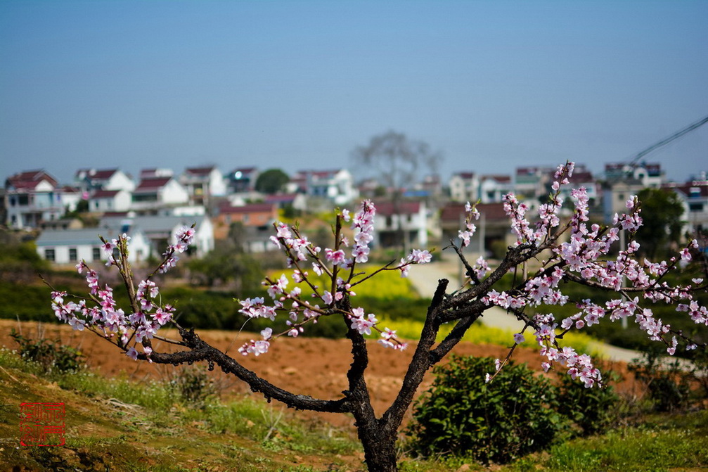 副本DSC_0423_调整大小.jpg