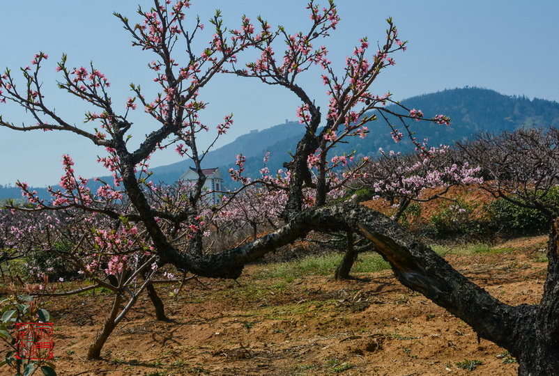 副本DSC_0456_调整大小.jpg