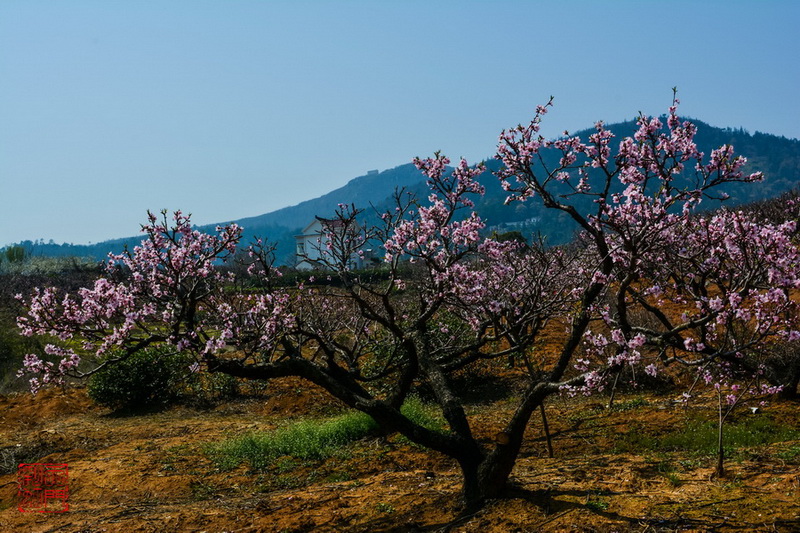 副本DSC_0466_调整大小.jpg