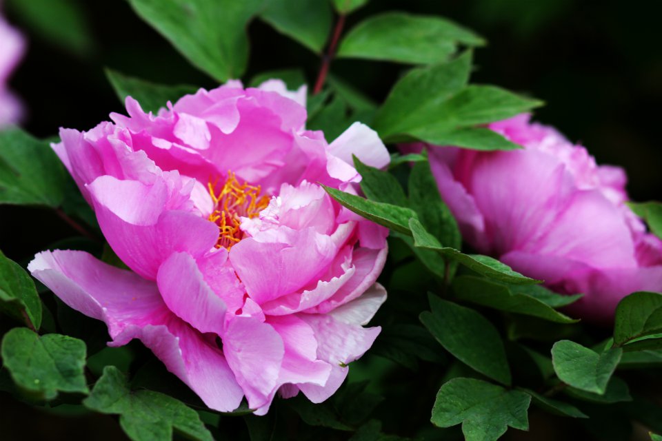 花季1.jpg