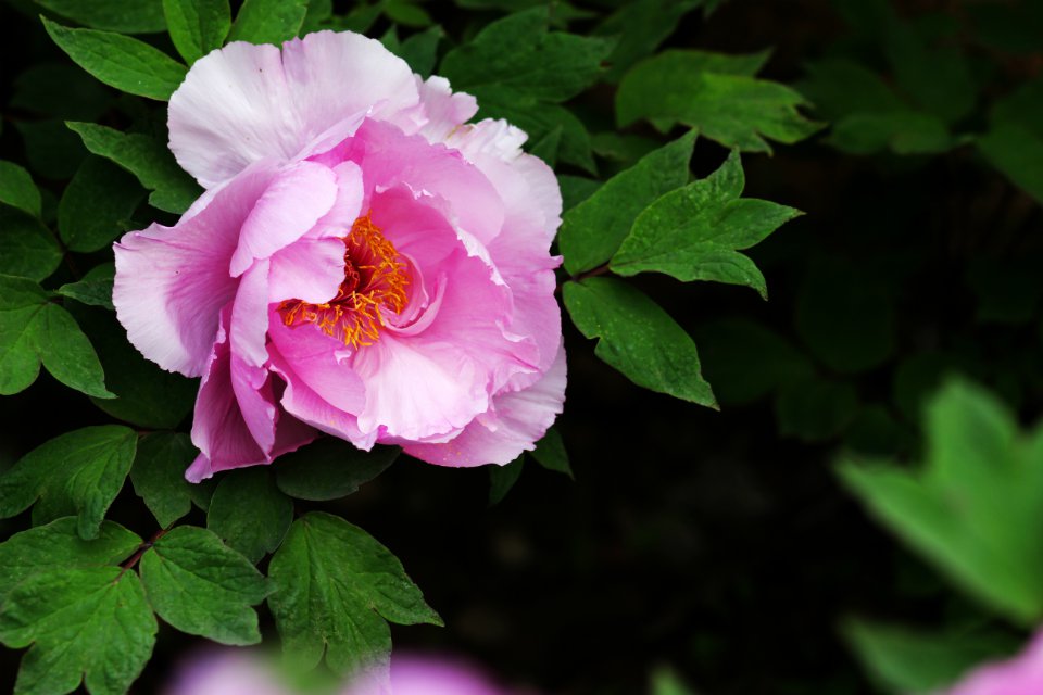 花季2.jpg