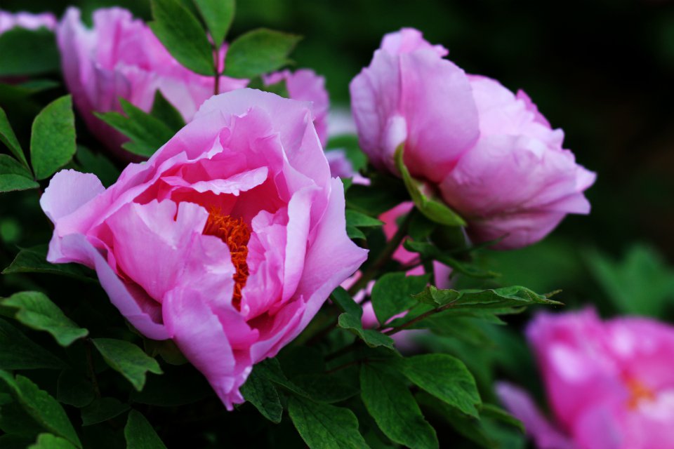 花季3.jpg