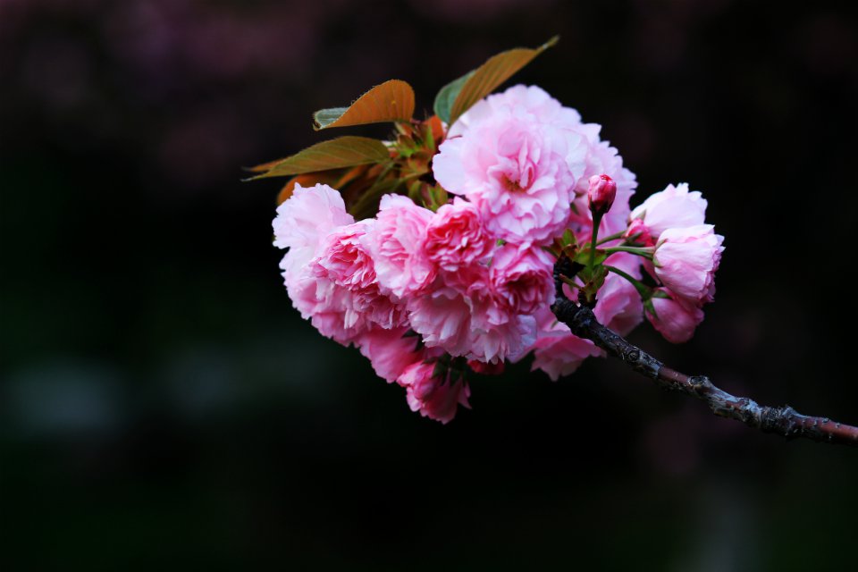 花季5.jpg
