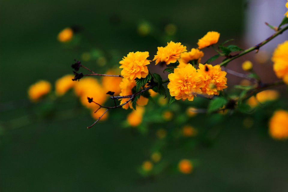 花季6.jpg