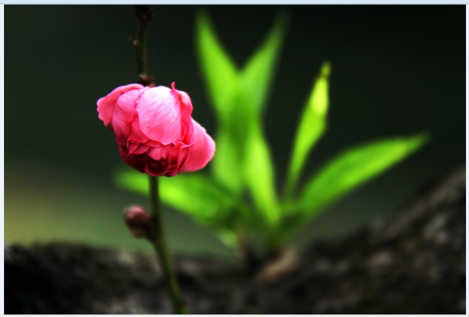 春花开遍大地，赏心悦目。。。。。