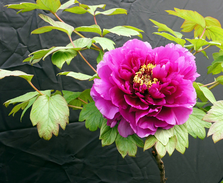 DSC02795_副本.jpg
