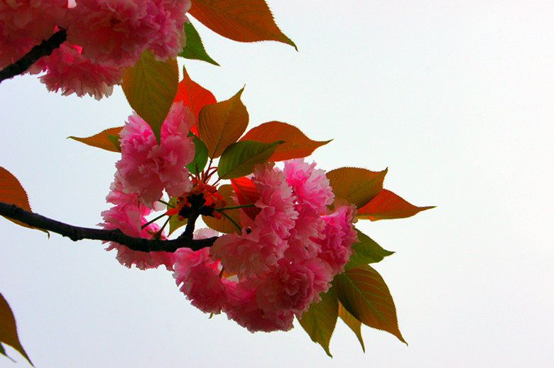 DSC02773_副本 - 副本.jpg