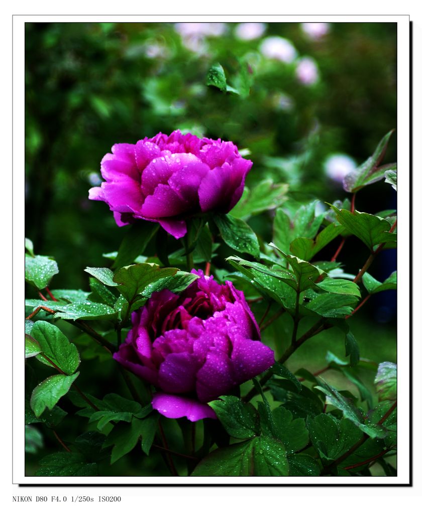 DSC_3238.JPG