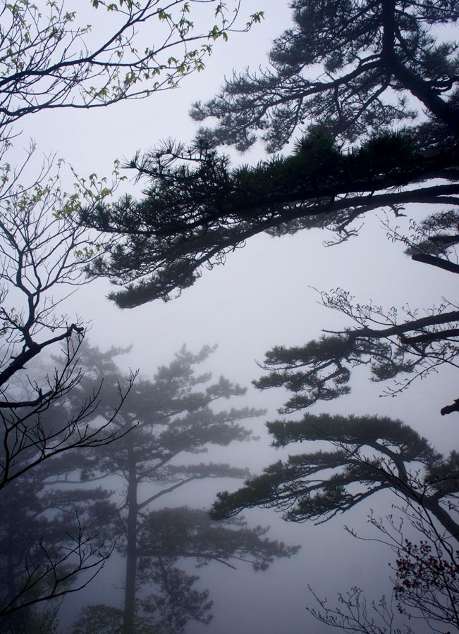雾上松梢头.jpg