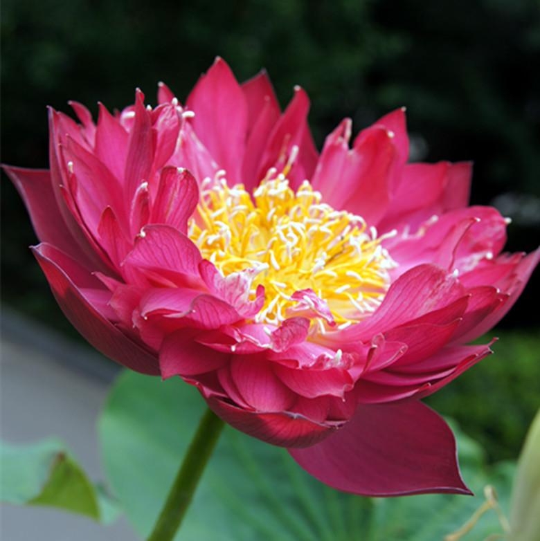 DSC03350_.jpg