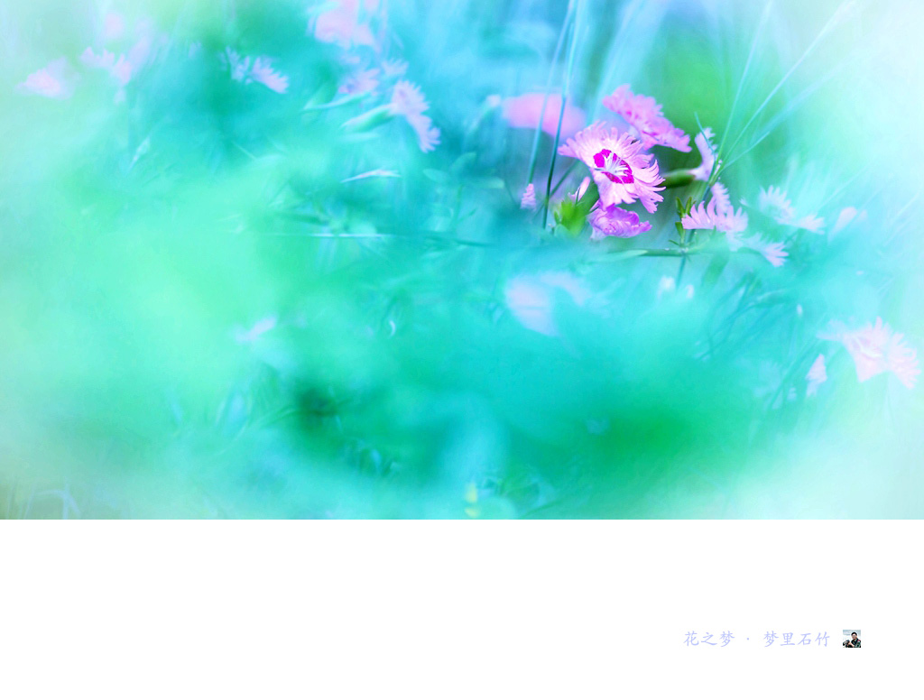 花之梦·梦里石竹02.jpg