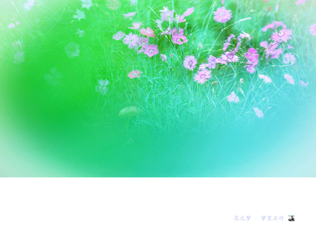 花之梦·梦里石竹01.jpg