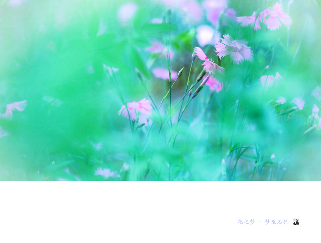花之梦·梦里石竹03.jpg