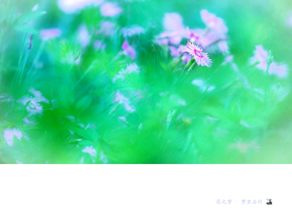 花之梦·梦里石竹04.jpg
