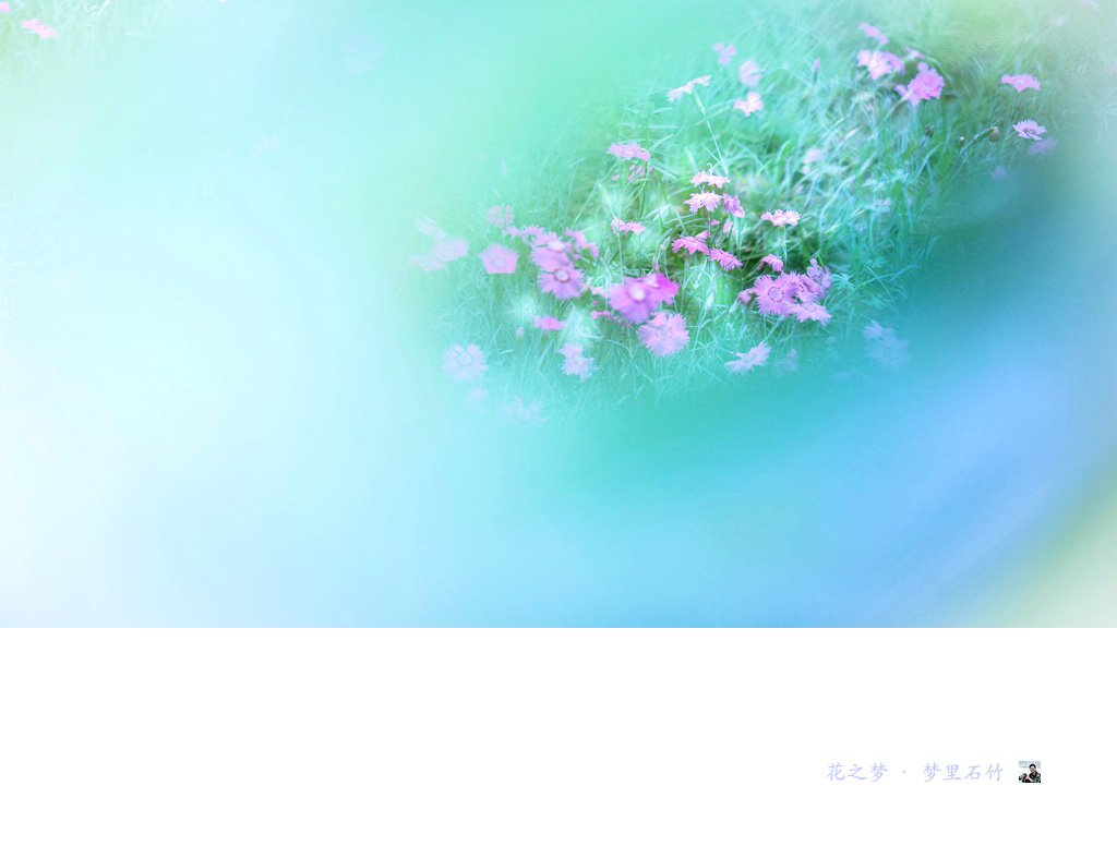 花之梦·梦里石竹08.jpg