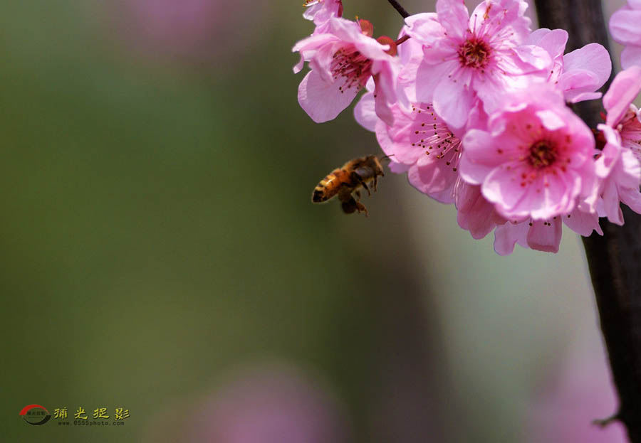 DSC_1302_副本.jpg