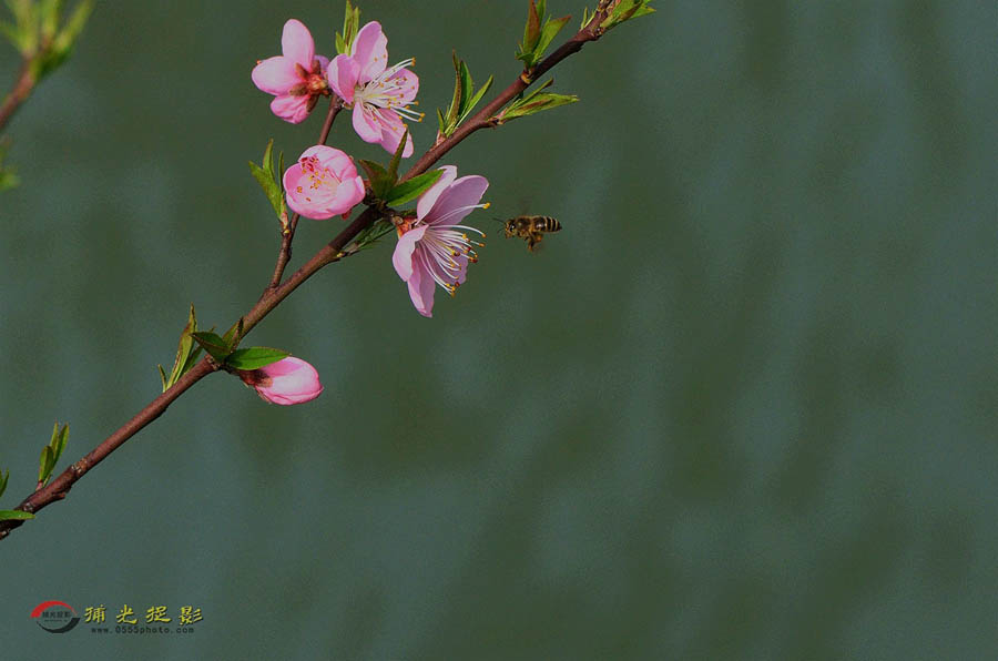 DSC_7311_副本.jpg