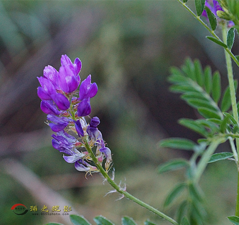 DSC01985_副本.jpg