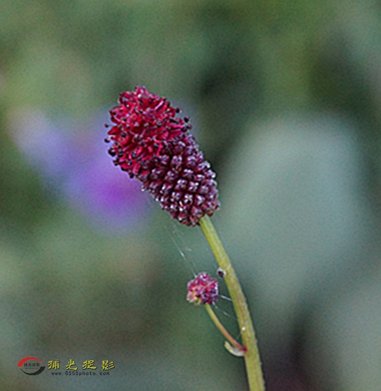 DSC01997_副本.jpg