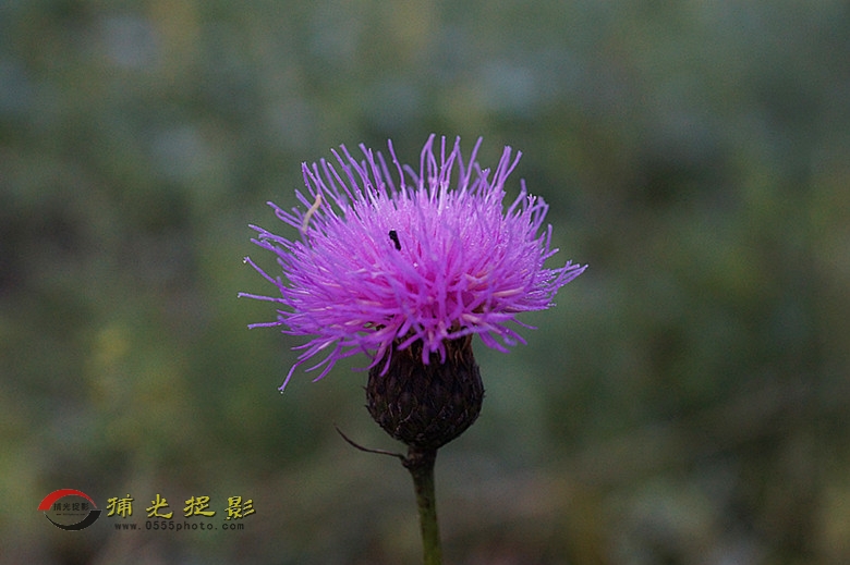 DSC01988_副本.jpg