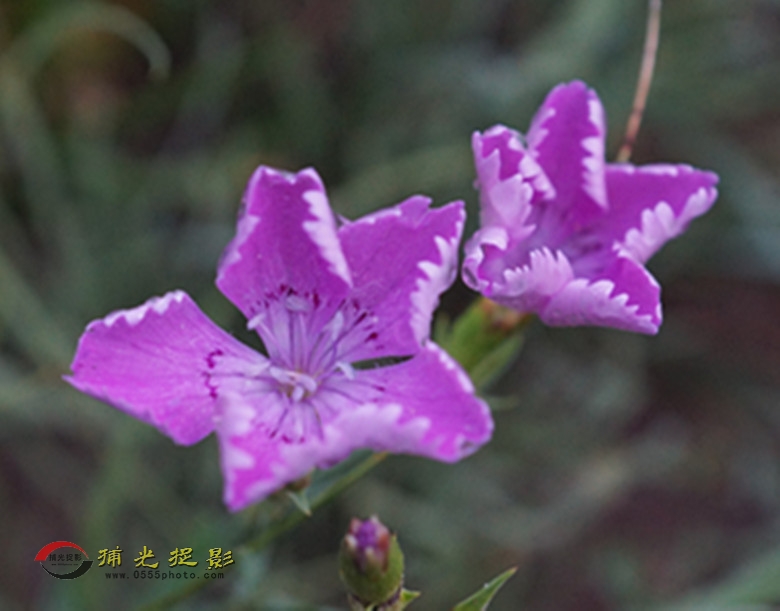 DSC02016_副本.jpg