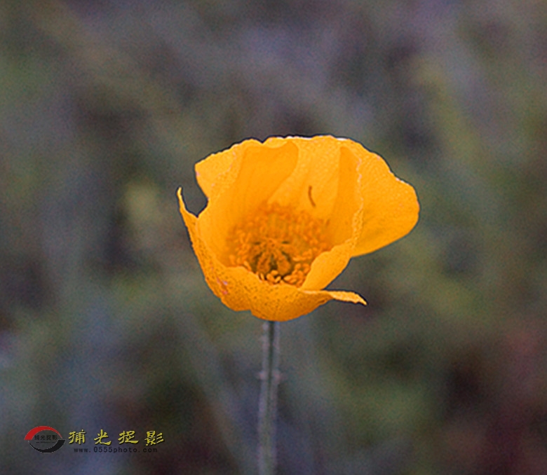 DSC01990_副本.jpg