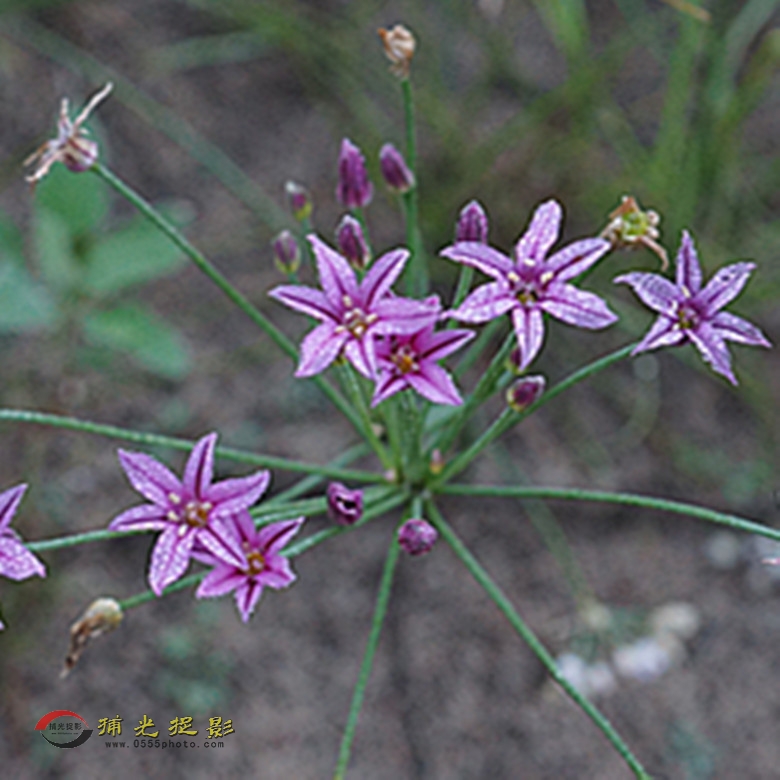 DSC02012_副本.jpg
