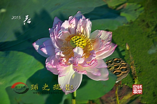 2015荷1_副本.jpg