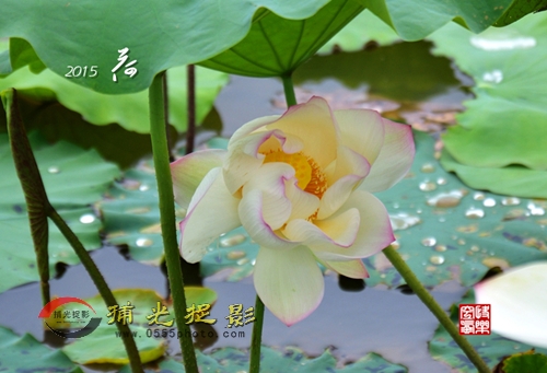 2015荷3_副本.jpg