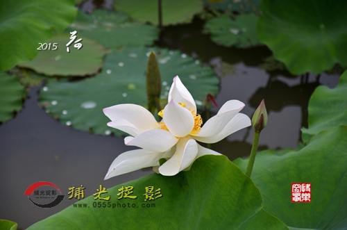 2015荷4_副本.jpg