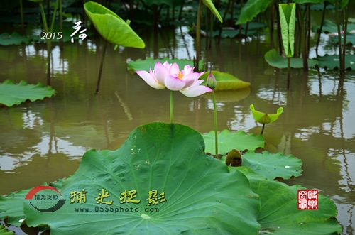 2015荷2_副本.jpg