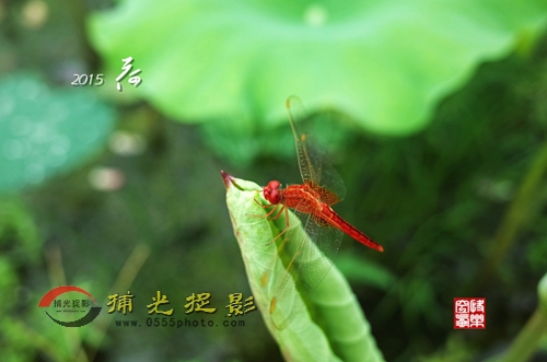 2015荷5_副本.jpg