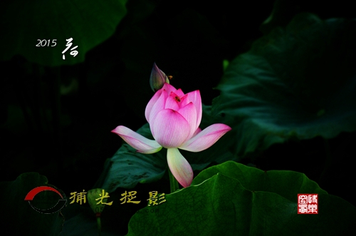 2015荷7_副本.jpg