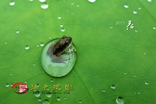 2015荷8_副本.jpg